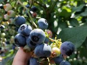 kaedeさんのマサキファームの投稿写真2