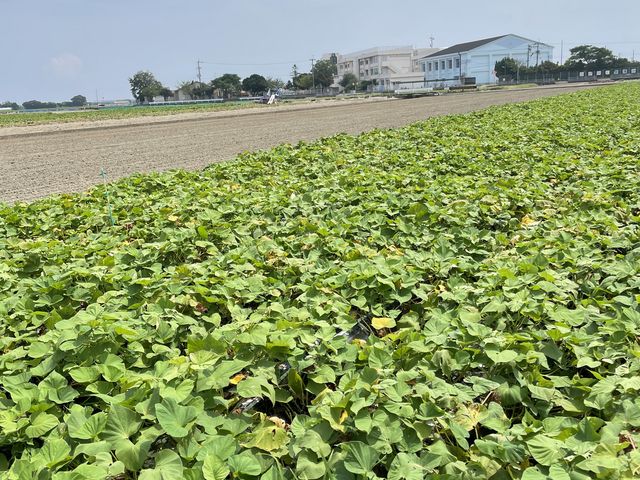 溢れんばかりのお芋達_里むすめパーク
