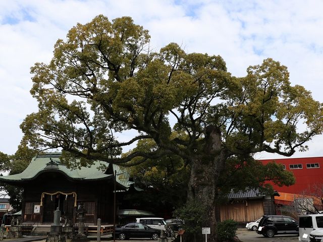 佐賀市には大木が残る神社が数多くありました。_本庄神社