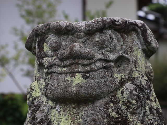 市役所前の鳥居脇にある狛犬。_杵築天満社