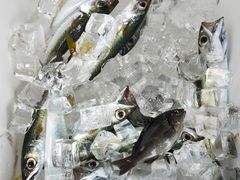 きみさんの安良里漁港 係船釣りへの投稿写真1