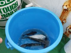 きみさんの安良里漁港 係船釣りへの投稿写真2