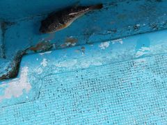 きみさんの安良里漁港 係船釣りへの投稿写真3