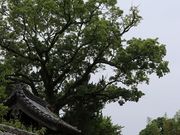 Yanwenliさんの藩校の門の投稿写真2