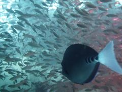 かまろんさんのシーマンズビーチへの投稿写真1