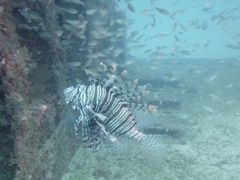 かまろんさんのシーマンズビーチへの投稿写真2
