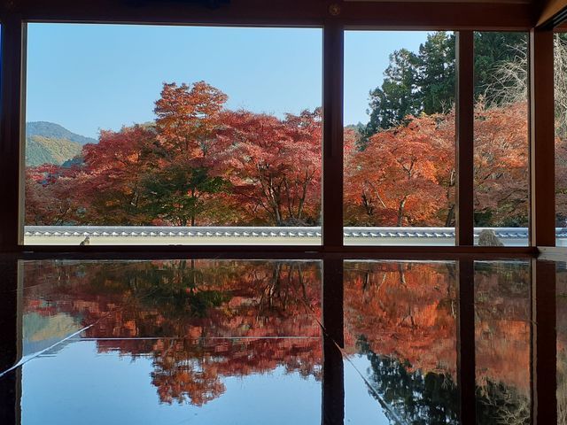 見事な床もみじです。ただ、やや逆光になるのは残念_宝徳寺