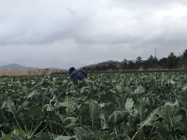 広大なブロッコリー畑でした。_西田農園