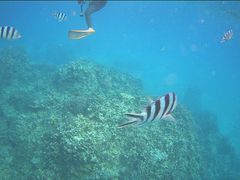 Lillyさんのサマードリーム石垣島への投稿写真1