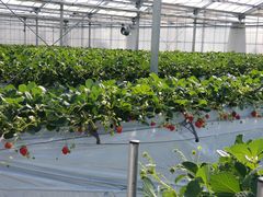 ゆかりさんのいちごガーデン'ohelo papa'(オヘロパパ)への投稿写真1