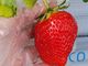 ゆかりさんのいちごガーデン'ohelo papa'(オヘロパパ)への投稿写真3