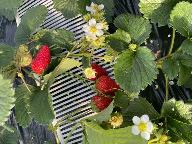 真っ赤ないちごたち_シミズファーム