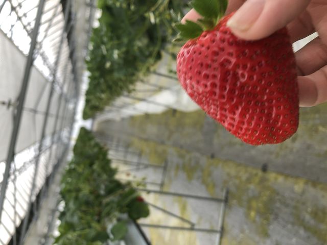 大きないちご_アグリみと