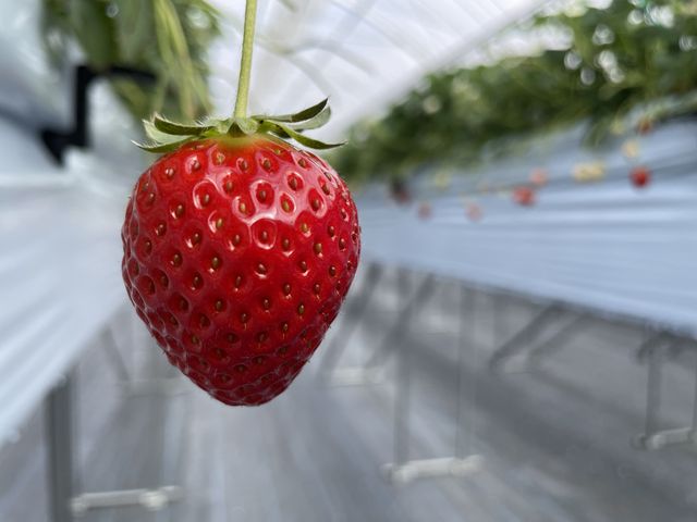 真っ赤でとても美味しかったです。_TAiSHi farm