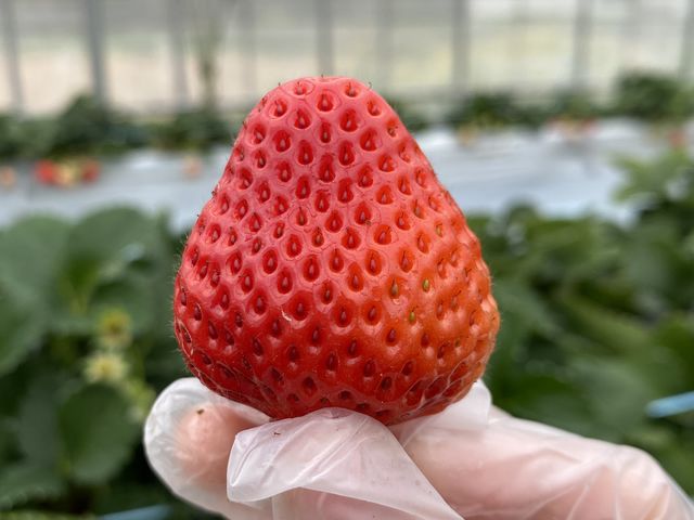 大粒_元気farm