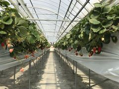 hidepabuさんのお陽様農園への投稿写真1