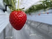 kanaさんのTAiSHi farmの投稿写真1