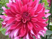 ニャースさんのもてぎの森ダリア園の投稿写真1