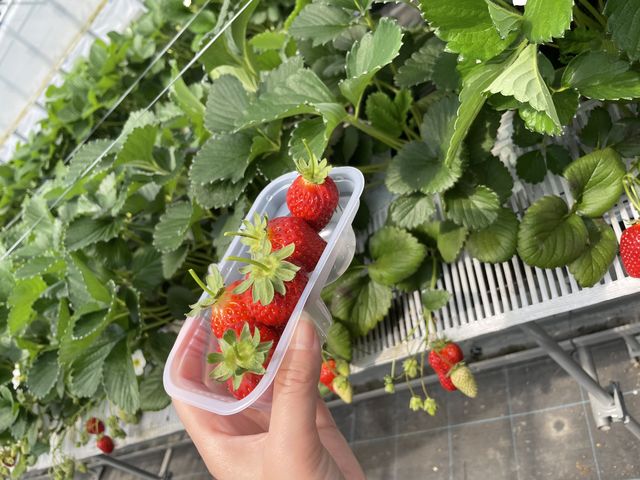 甘いいちご_高橋ファーム