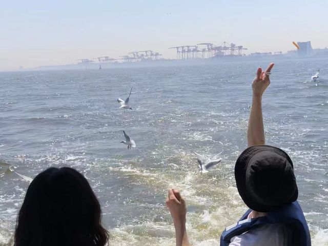 カモメに餌を与えるとかなりきました_株式会社LSCジャパン