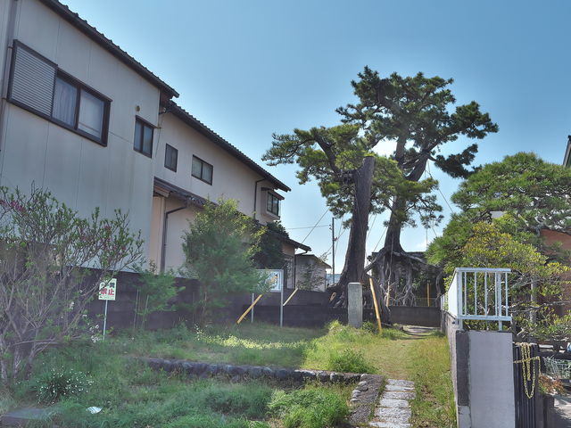 sklfhさんの根上り松の投稿写真1