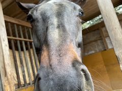 ゆーちゃんさんの明星山ホースガーデンへの投稿写真1