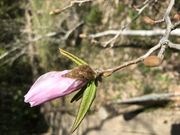 Shotaさんの藤七原湿地植物群落の投稿写真1
