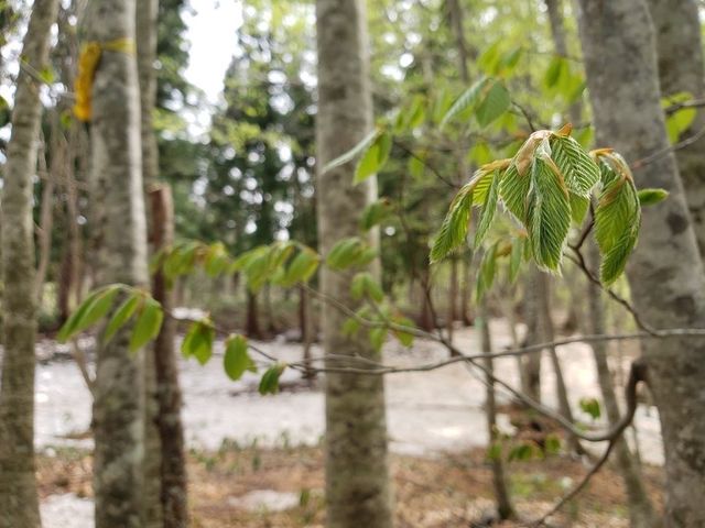 ブナ芽吹き_癒しの森