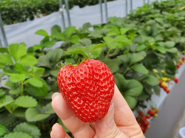 大粒で甘い!_長島農園 1号ハウス
