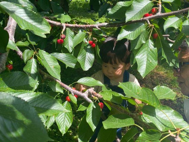 手の届く所にも沢山_小野大正園