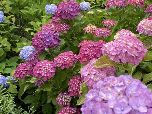雨が降り出す直前、紫陽花の色が、浮き上がってきました。_もととりあじさい園