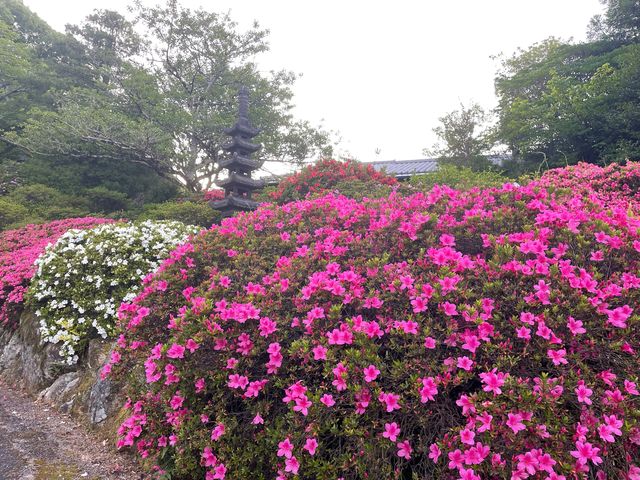 御船山楽園のツツジ_御船山楽園のツツジ