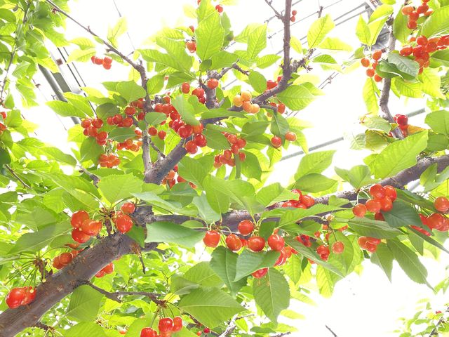 綺麗なさくらんぼ_さくら農園