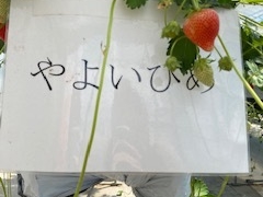 恵ちゃんさんのりょうぜん結への投稿写真1
