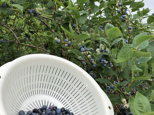 このざるに、何杯分食べたか、分からない程、お腹一杯食べました。_赤城ブルーベリー 齋藤農園