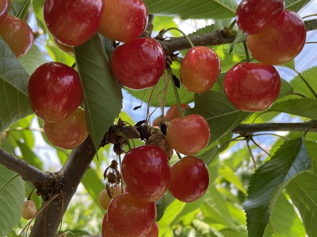 沢山なって、綺麗でした。_小笠原果樹園