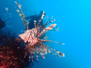 ぴぴさんの伊豆ダイビングスクール あくあぽんての投稿写真1