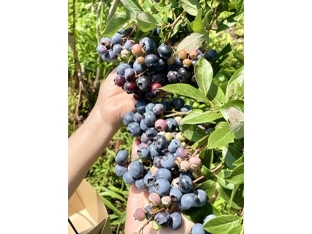無農薬で安心して食べられますね♪_かづの精果園