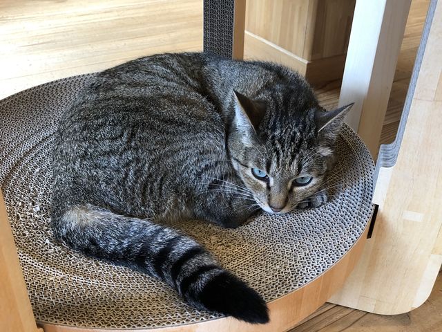 お尻をポンポンしていたら、尻尾を絡ませてくれて幸せでした。_猫カフェ ごろーにゃ