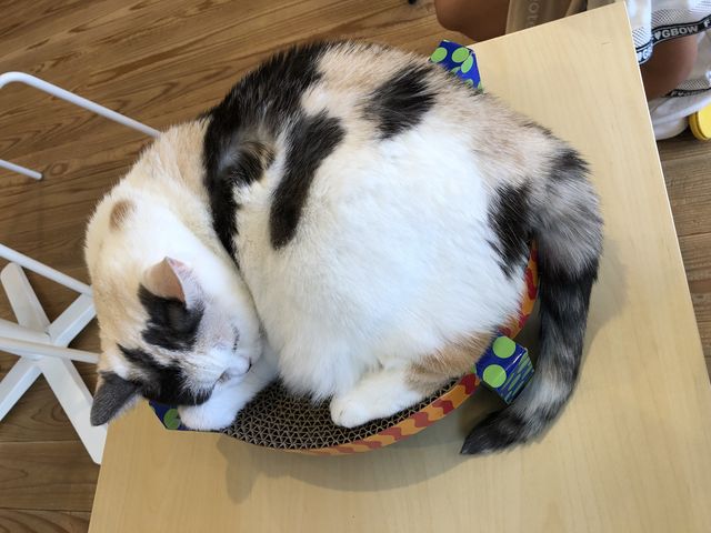 とても気持ちよさそうに眠っていました。_猫カフェ ごろーにゃ
