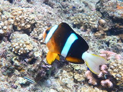 Nature Guide Double Rainbow ネイチャーガイド ダブルレインボーの写真1