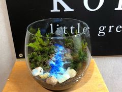 小さな緑のインテリア 苔屋の写真1