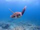 あみたんさんのDIVING SHOP RYAAANへの投稿写真3