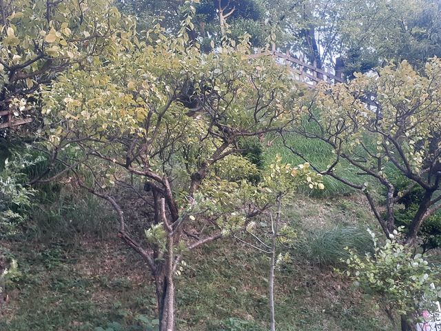 塚が道路の両側にあります_品濃一里塚