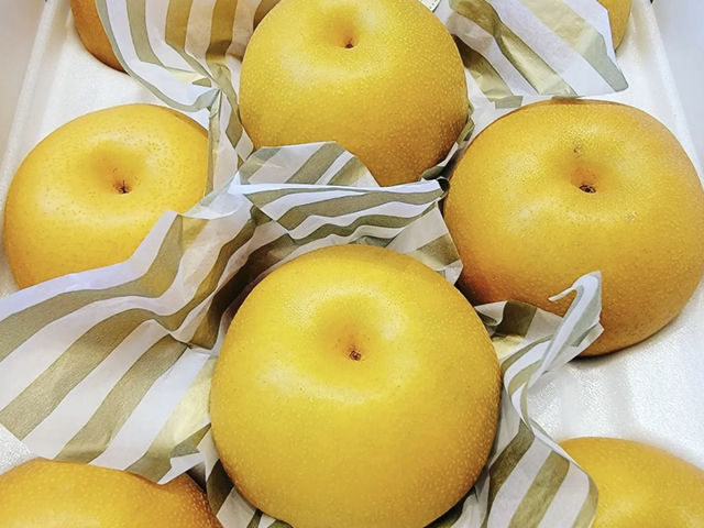 おっきい美味しい梨!_清水果樹園