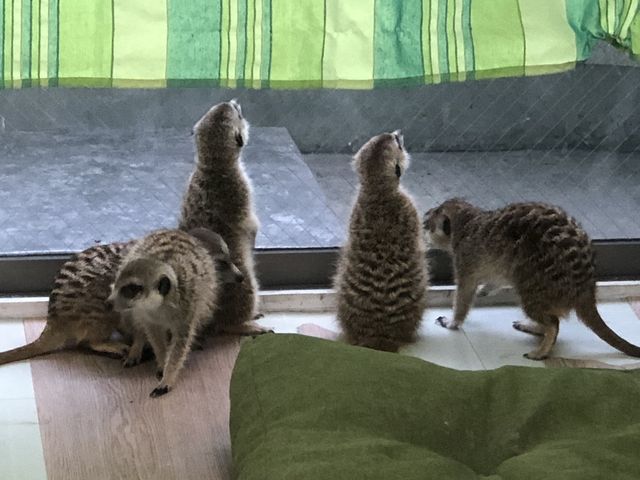 ミーアキャットの群れ_HappyGrow
