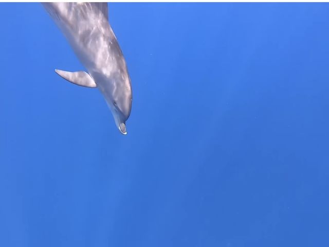 真横にイルカの群れ_竹ネイチャーアカデミー