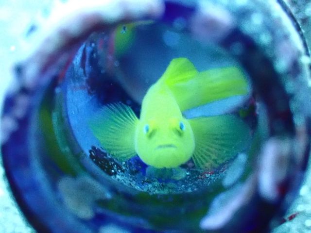 大瀬の湾内で撮った、かわいいミジンベニハゼ_Mag Diving School
