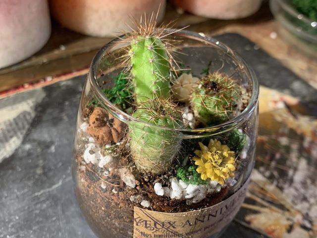 今回体験で作ったサボテンの寄せ植えです!_名古屋手作り体験(ワークショップ)のLITA