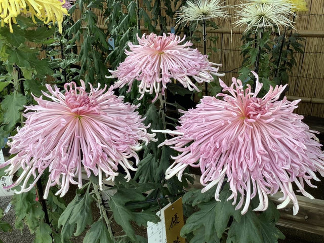 菊花_たけふ菊人形